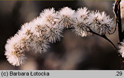 Solidago gigantea (nawłoć późna)