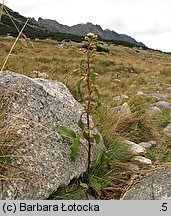 Solidago virgaurea (nawłoć pospolita)