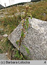 Solidago virgaurea (nawłoć pospolita)