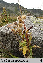 Solidago virgaurea (nawłoć pospolita)