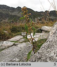 Solidago virgaurea (nawłoć pospolita)