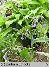 Symphytum caucasicum (żywokost kaukaski)