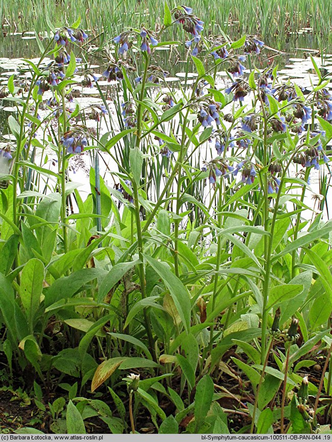 Symphytum caucasicum (żywokost kaukaski)