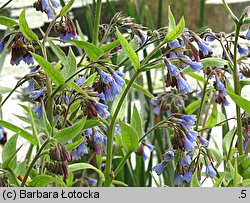 Symphytum caucasicum (żywokost kaukaski)