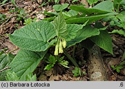 Symphytum cordatum (żywokost sercowaty)