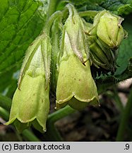 Symphytum cordatum (żywokost sercowaty)