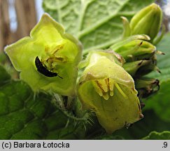 Symphytum cordatum (żywokost sercowaty)