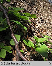 Symphytum cordatum (żywokost sercowaty)