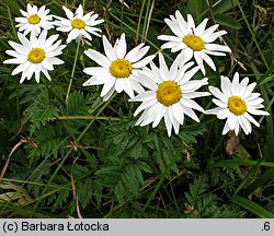 Tanacetum corymbosum (wrotycz baldachogroniasty)