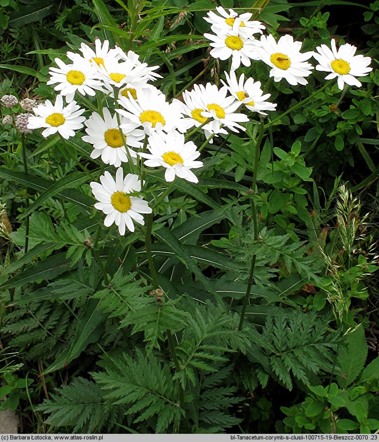 Tanacetum corymbosum (wrotycz baldachogroniasty)