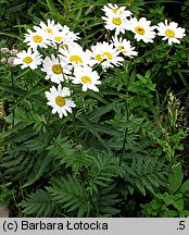 Tanacetum corymbosum (wrotycz baldachogroniasty)