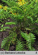 Tanacetum corymbosum (wrotycz baldachogroniasty)