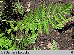 Tanacetum corymbosum (wrotycz baldachogroniasty)