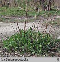 Tanacetum vulgare (wrotycz pospolity)