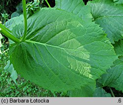 Telekia speciosa (smotrawa okazała)