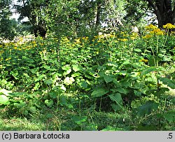 Telekia speciosa (smotrawa okazała)