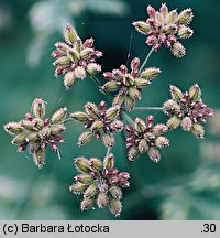 Torilis japonica (kłobuczka pospolita)