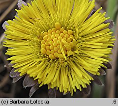 Tussilago farfara (podbiał pospolity)