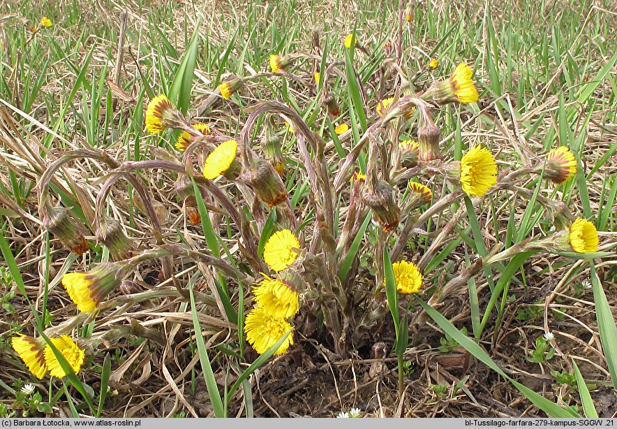 Tussilago farfara (podbiał pospolity)