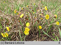 Tussilago farfara (podbiał pospolity)