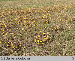 Tussilago farfara (podbiał pospolity)