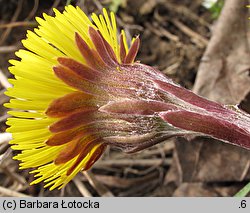 Tussilago farfara (podbiał pospolity)