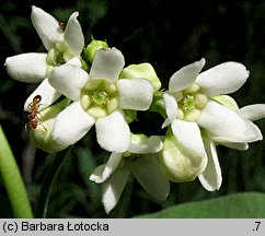 Vincetoxicum hirundinaria (ciemiężyk białokwiatowy)