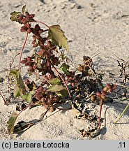 Xanthium albinum (rzepień włoski)