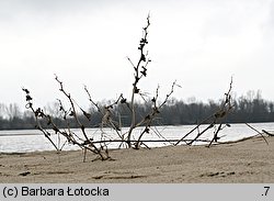 Xanthium albinum (rzepień włoski)