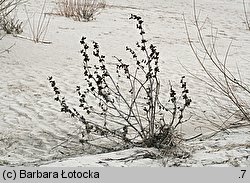 Xanthium albinum (rzepień włoski)