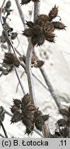 Xanthium albinum (rzepień włoski)