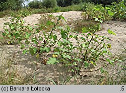 Xanthium albinum (rzepień włoski)