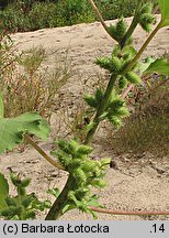 Xanthium albinum (rzepień włoski)