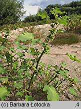 Xanthium albinum (rzepień włoski)