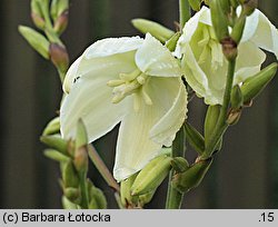 Yucca filamentosa (jukka karolińska)