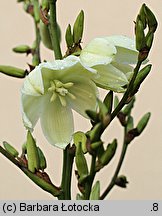 Yucca filamentosa (jukka karolińska)