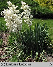 Yucca filamentosa (jukka karolińska)