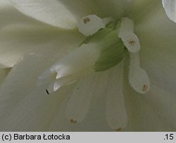 Yucca filamentosa (jukka karolińska)