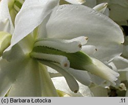 Yucca filamentosa (jukka karolińska)