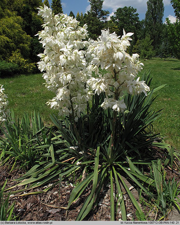 Yucca filamentosa (jukka karolińska)