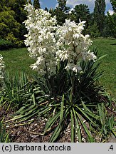 Yucca filamentosa (jukka karolińska)