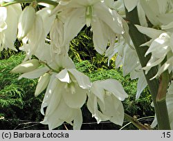 Yucca filamentosa (jukka karolińska)