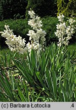 Yucca filamentosa (jukka karolińska)