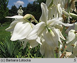 Yucca filamentosa (jukka karolińska)