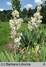 Yucca filamentosa (jukka karolińska)