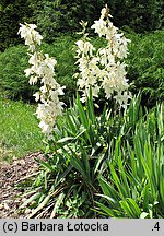 Yucca filamentosa (jukka karolińska)