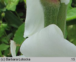 Yucca filamentosa (jukka karolińska)