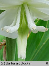 Yucca filamentosa (jukka karolińska)