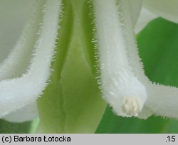 Yucca filamentosa (jukka karolińska)