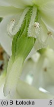 Yucca filamentosa (jukka karolińska)